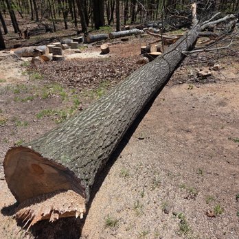 Wyrick Tree Service - Tree Services Near Me Wyrick Tree Service - Tree Services Near Me