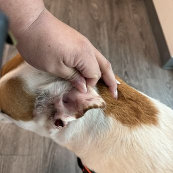 Dogtopia - Pet Groomers Near Me - Webster, Texas Dogtopia - Pet Groomers Near Me - Webster, Texas