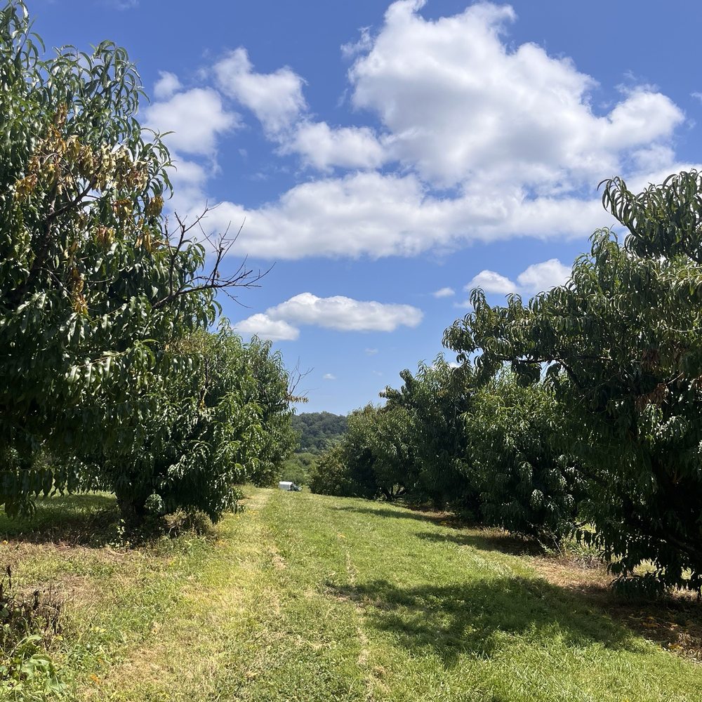 TOP 10 BEST Apple Picking Farm near Winchester, VA - Updated 2026 - Yelp