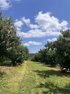 Hartland Orchard