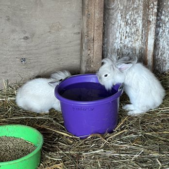 Thistledown Farm - Baby bunnies - Fruits & Veggies Near Me - Junction City, Oregon Thistledown Farm - Baby bunnies - Fruits & Veggies Near Me - Junction City, Oregon