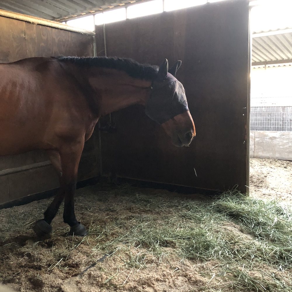 Imperial Equestrian Center - If I'm hungry they're hungry to #ApplesCarrotTime - Horseback Riding Near Me - South Gate, California Imperial Equestrian Center - If I'm hungry they're hungry to #ApplesCarrotTime - Horseback Riding Near Me - South Gate, California