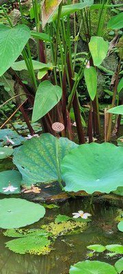 Fort Canning Park by null