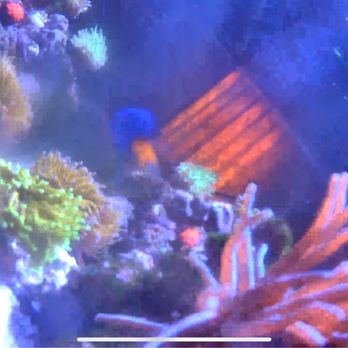 Frags 2 Fishes - Local Fish Stores Near Me - Wilmington, Delaware Frags 2 Fishes - Local Fish Stores Near Me - Wilmington, Delaware