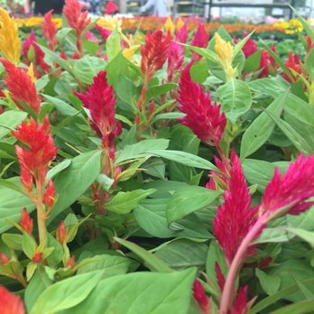 Hicks Nurseries - Beautiful celosias. - Nurseries & Gardening Near Me - Westbury, New York