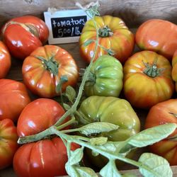 Jembe Farms - Tomatoes!