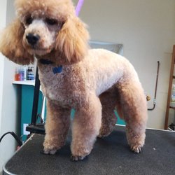 Bow Wow Wow! - Pretty little girl.