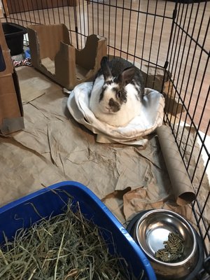 2336 linden blvd animal shelter