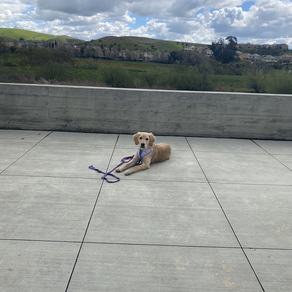 Pawsitive Interaction Dog Obedience - Down and Stay - Pet Training Near Me - Pleasanton, California Pawsitive Interaction Dog Obedience - Down and Stay - Pet Training Near Me - Pleasanton, California