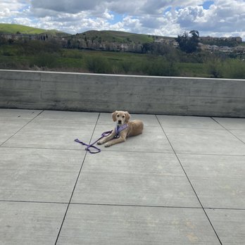 Pawsitive Interaction Dog Obedience - Down and Stay - Pet Training Near Me - Pleasanton, California