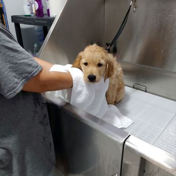 Cori's Cuddles and Bubbles Pet Salon - Pet Groomers Near Me Cori's Cuddles and Bubbles Pet Salon - Pet Groomers Near Me
