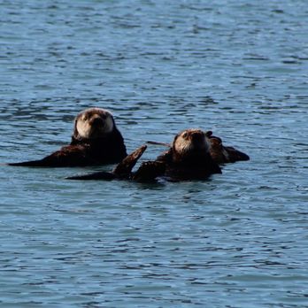 Lu-Lu Belle Glacier Wildlife Cruises - Boat Tours Near Me - Valdez, Alaska Lu-Lu Belle Glacier Wildlife Cruises - Boat Tours Near Me - Valdez, Alaska