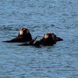 Lu-Lu Belle Glacier Wildlife Cruises