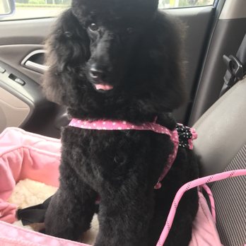 Wagmore Pet Grooming - Miss Molly looks STUNNING - Pet Groomers Near Me - Altamonte Springs, Florida Wagmore Pet Grooming - Miss Molly looks STUNNING - Pet Groomers Near Me - Altamonte Springs, Florida