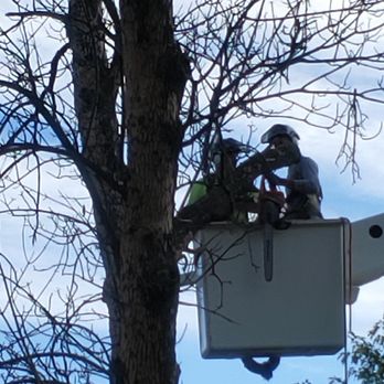 Ground Up Tree Care - Tree Services Near Me Ground Up Tree Care - Tree Services Near Me