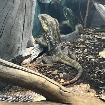 Denver Zoo - Lizard - Zoos Near Me - Denver, Colorado