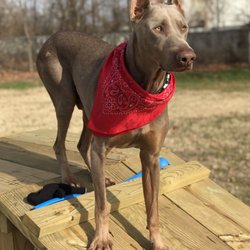 Paws Valley Dog Park - On the ramp