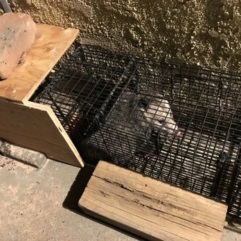 Lowells Wildlife Removal - caught an Opossum night 1 - Wildlife Control Near Me