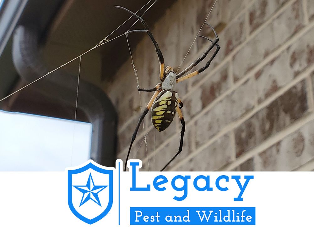 LEGACY PEST AND WILDLIFE Irving, Texas Pest Control Phone Number