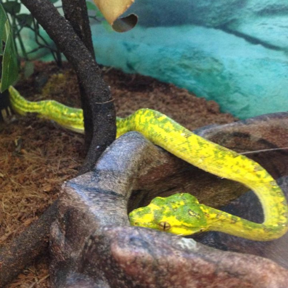 Petco - Sick Green Tree Python in the Redlands Petco in April 2014 - Pet Stores Near Me - Redlands, California