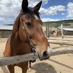 American Safari Ranch