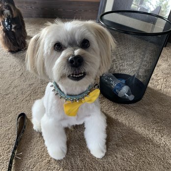 Dee-O-Gee - Bentley is thrilled with his cut and his bow tie!! - Pet Stores Near Me - Kalispell, Montana