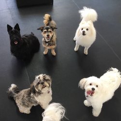 Doggy Daycare & Boarding - Daycare yards are separated by size and temperament. Dogs get plenty of exercise, socialization, and stimulation throughout the day. When dogs board with us they get to enjoy daycare as well and then have a few different accommodation to choose from at night (all cage free): puppy slumber party, private rooms, and private suites. Doggy Daycare & Boarding - Daycare yards are separated by size and temperament. Dogs get plenty of exercise, socialization, and stimulation throughout the day. When dogs board with us they get to enjoy daycare as well and then have a few different accommodation to choose from at night (all cage free): puppy slumber party, private rooms, and private suites.