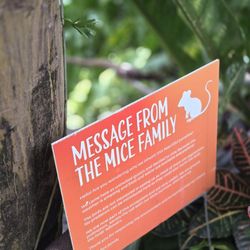 Bloedel Conservatory - Yes mice coexist here !