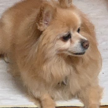 River City Grooming - Pet Groomers Near Me - Spokane, Washington