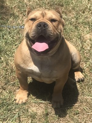 Boone's Feed by null