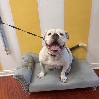 Wiggles Pet Spa - After a good wash and nail trim - Pet Groomers Near Me - Sherman Oaks, California Wiggles Pet Spa - After a good wash and nail trim - Pet Groomers Near Me - Sherman Oaks, California