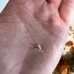 Territory - Fish bones, fish bones, eat 'em up, yum!