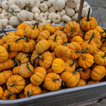 Craven Farm - Mini-pumpkins - Venues & Event Spaces Near Me - Snohomish, Washington