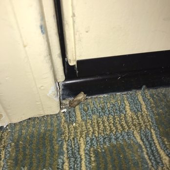 Holiday Inn Express Fort Bragg - Dead bugs inside room. - Hotels Near Me - Fort Bragg, California Holiday Inn Express Fort Bragg - Dead bugs inside room. - Hotels Near Me - Fort Bragg, California