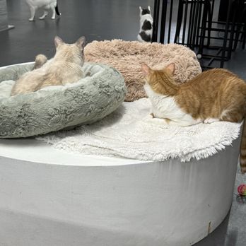 Tail Town - Pet Adoption Near Me - Pasadena, California
