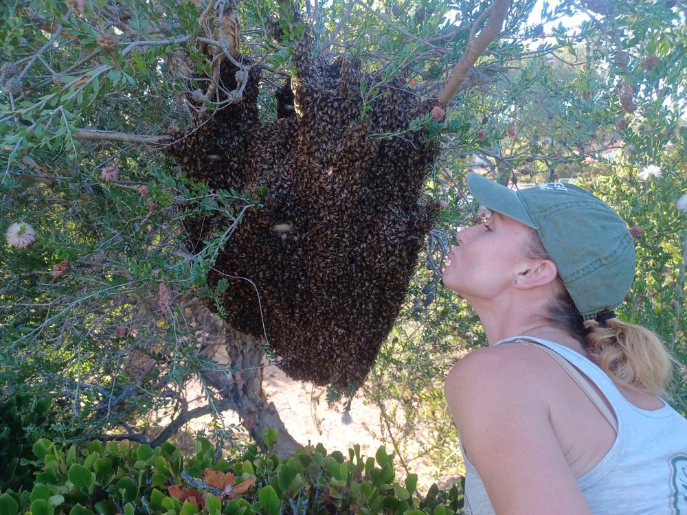 Encinitas Bee Company - beekeeping in Encinitas, CA