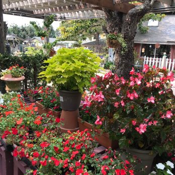 Cambria Nursery and Florist - Begonias - Nurseries & Gardening Near Me - Cambria, California Cambria Nursery and Florist - Begonias - Nurseries & Gardening Near Me - Cambria, California
