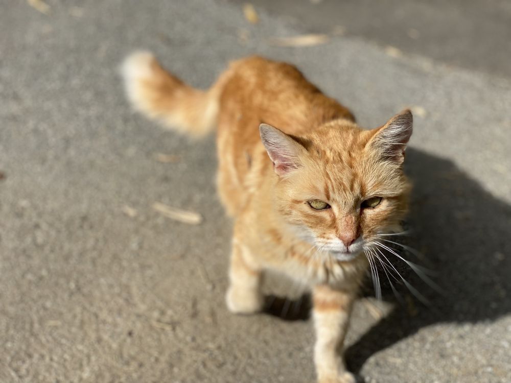 BAMBOO GIANT NURSERY 96 Photos & 57 Reviews Nurseries & Gardening 5601 Freedom Blvd, Aptos
