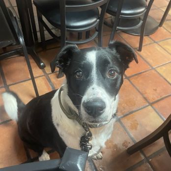Don Baja Grill - Our pup! - Mexican Near Me - Tucson, Arizona Don Baja Grill - Our pup! - Mexican Near Me - Tucson, Arizona