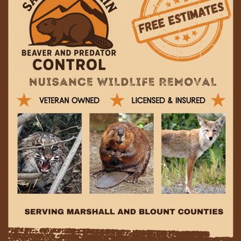 Sand Mountain Beaver And Predator Control - Wildlife Control Near Me - Guntersville, Alabama Sand Mountain Beaver And Predator Control - Wildlife Control Near Me - Guntersville, Alabama