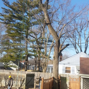 Arborgreen Tree Service - Aborgreen did a great job removing two trees from our backyard. - Tree Services Near Me - Evanston, Illinois Arborgreen Tree Service - Aborgreen did a great job removing two trees from our backyard. - Tree Services Near Me - Evanston, Illinois