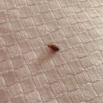 Best Western Plus Poconos Hotel - partially-fed bed bug crawling around on the bed observed 9/21/17 - Hotels Near Me - Tannersville, Pennsylvania Best Western Plus Poconos Hotel - partially-fed bed bug crawling around on the bed observed 9/21/17 - Hotels Near Me - Tannersville, Pennsylvania