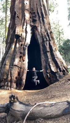 Mariposa Grove by null