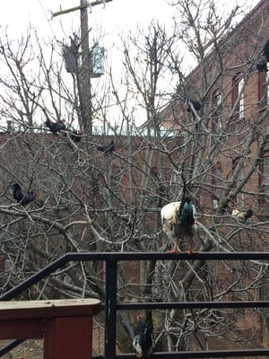 The Warhorse Coffee Shop by null