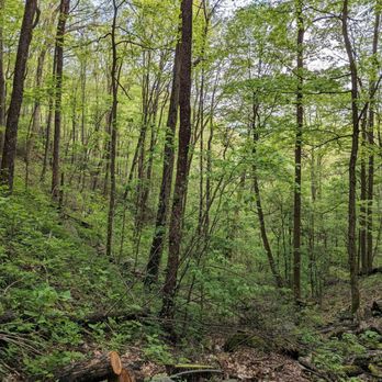 Low Gap Trail - Instagram: @telephonesmoothie - Hiking Near Me - Cosby, Tennessee Low Gap Trail - Instagram: @telephonesmoothie - Hiking Near Me - Cosby, Tennessee