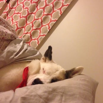 Cobb County Animal Services - So thankful for Cobb brining this spoiled little pup into my life - Animal Shelters Near Me - Marietta, Georgia Cobb County Animal Services - So thankful for Cobb brining this spoiled little pup into my life - Animal Shelters Near Me - Marietta, Georgia