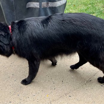 The Muddy Pup - Beautiful retriever cut for our Big Love - Max! - Pet Groomers Near Me - Columbus, New Jersey
