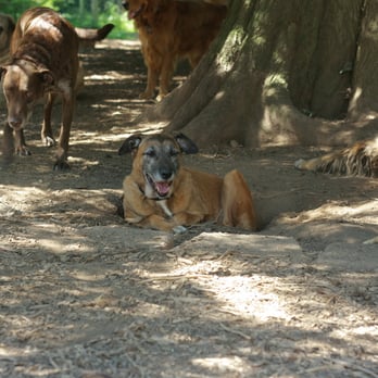 Arcadia Dog Ranch - I dig hole, I lay in hole. - Pet Sitting Near Me - Lake Stevens, Washington