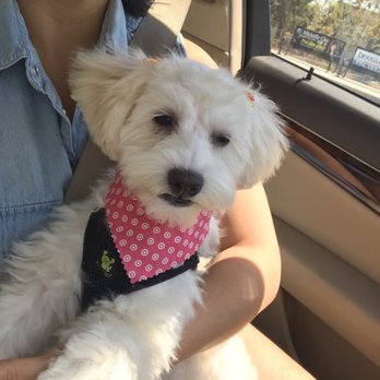 Ann's Pet Grooming - Pet Groomers Near Me - Brea, California Ann's Pet Grooming - Pet Groomers Near Me - Brea, California