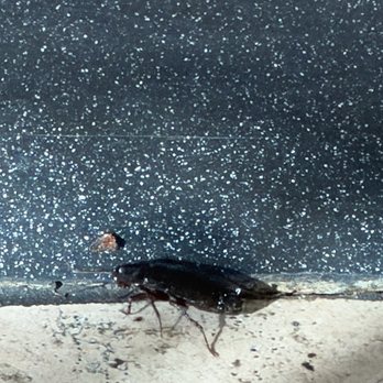 Beijing Bowl - Cockroach - Chinese Near Me - San Leandro, California Beijing Bowl - Cockroach - Chinese Near Me - San Leandro, California